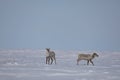 Two barren-ground caribou standing in snow in late spring near Arviat, Nunavut