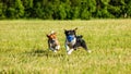 Two basenji dogs running in the field on lure coursing competition