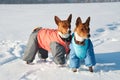 Two basenji in funny dog costumes playing in the snow
