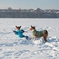 Two basenji in funny dog costumes playing in the snow