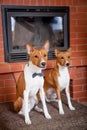 Two basenjis next to the fireplace