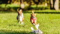 Two basenjis running in the field on lure coursing competition