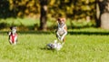 Two basenjis running in the field on lure coursing competition