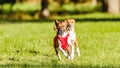 Two basenjis running in the field on lure coursing competition