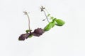 Two Basil sprouts with green and purple leaves and roots