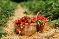 Two baskets full of red ripe strawberries close-up in thatched passage between bushes Royalty Free Stock Photo