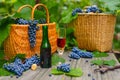 Two baskets with grapes, wine bottle and wineglass stand on on rustic wood. Wine making Royalty Free Stock Photo