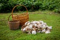 Two baskets and mushrooms on green grass Royalty Free Stock Photo