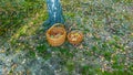 Two baskets of mushrooms standing on the ground in the forest by the tree Royalty Free Stock Photo