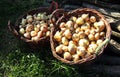 Two baskets with onions