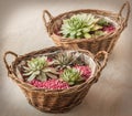 Two baskets with rosettes sempervivum