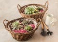 Two baskets with rosettes sempervivum and watering can