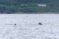 Two basking sharks cross paths small island homes in the background