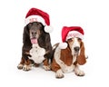 Naughty and Nice Basset Hound Dogs