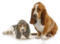 Two basset hounds Royalty Free Stock Photo