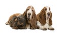 Two Basset Hounds and a Dachshund lying Royalty Free Stock Photo