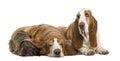 Two Basset Hounds and a Dachshund lying Royalty Free Stock Photo