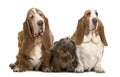 Two Basset Hounds and a Dachshund sitting Royalty Free Stock Photo
