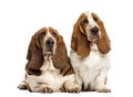 Two Basset Hounds Royalty Free Stock Photo