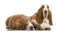Two Basset Hounds lying Royalty Free Stock Photo