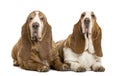 Two Basset Hounds lying Royalty Free Stock Photo