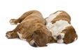 Two Basset Hounds lying and sleeping Royalty Free Stock Photo