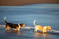 Two basset hounds by sea Royalty Free Stock Photo