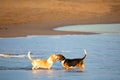 Two basset hounds by sea Royalty Free Stock Photo