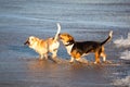 Two basset hounds by sea Royalty Free Stock Photo