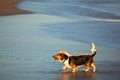 Two basset hounds by sea Royalty Free Stock Photo