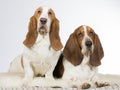 Two basset hounds side by side. Royalty Free Stock Photo