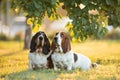 Two Basset Hounds sits side by side in the dawn rays. Cute dogs in summer park. Portrait of cheerful pets Royalty Free Stock Photo