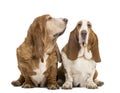 Two Basset Hounds sitting, looking at the camera Royalty Free Stock Photo