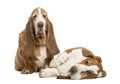 Two Basset Hounds sitting and lying Royalty Free Stock Photo