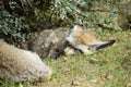 Two bat-eared foxes sleeping under the berry bush