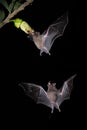 Two bats flying in de dark, looking for food Royalty Free Stock Photo