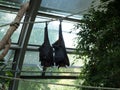 Two bats sleeping in the zoo