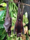 Two bats hanging from a tree in Bali Royalty Free Stock Photo
