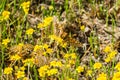 Two Bay Checkerspot butterflies (Euphydryas editha bayensis) on goldfield wildflowers; classified as a federally threatened