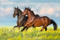 Two bay horse run Royalty Free Stock Photo