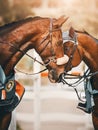 Two bay horses with rosettes bowed their heads in a friendly embrace. Equestrian sports and friendship. Awarding of winners in Royalty Free Stock Photo