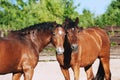 Two bay horses are friends and walk together Royalty Free Stock Photo