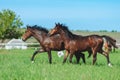 Two bay horses gallop alongside in the herd in the meadow. Royalty Free Stock Photo