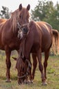 Two bay horses in a harness on a pasture. Royalty Free Stock Photo