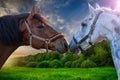 Two bay horses playing with each other Royalty Free Stock Photo