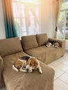 Two beagle dog on couch Royalty Free Stock Photo