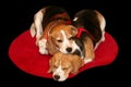 Two Beagle dogs