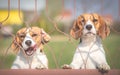 Two Beagle dogs Royalty Free Stock Photo