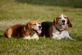 Two beagle dogs lie on the grass in summer Royalty Free Stock Photo