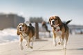 Two Beagle Dogs. Outdoor Royalty Free Stock Photo